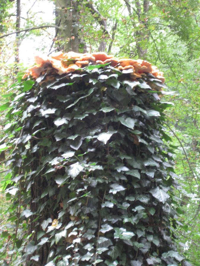 Spreewaldunterkunft Buchecker Lübben Exterior foto